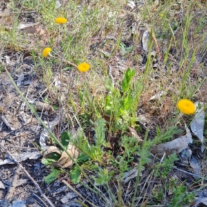 Leptorhynchos squamatus subsp. squamatus at O'Malley, ACT - 23 Oct 2023