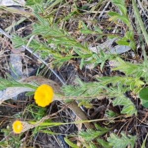 Leptorhynchos squamatus subsp. squamatus at O'Malley, ACT - 23 Oct 2023