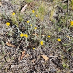 Chrysocephalum apiculatum (Common Everlasting) at Mount Mugga Mugga - 23 Oct 2023 by Mike