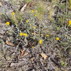 Chrysocephalum apiculatum (Common Everlasting) at O'Malley, ACT - 23 Oct 2023 by Mike