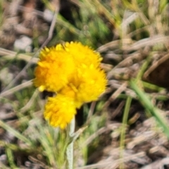 Chrysocephalum apiculatum at O'Malley, ACT - 23 Oct 2023 04:35 PM