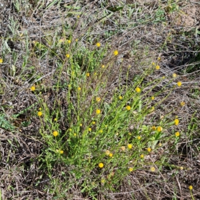 Calotis lappulacea (Yellow Burr Daisy) at Phillip, ACT - 23 Oct 2023 by Mike