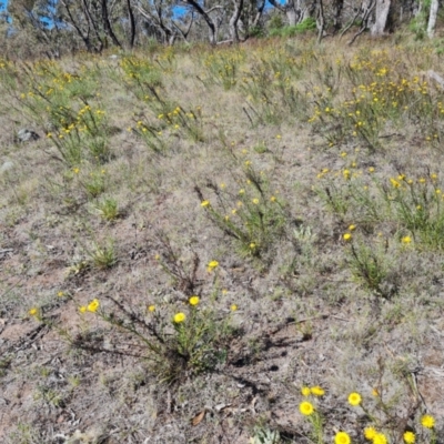 Xerochrysum viscosum (Sticky Everlasting) at O'Malley, ACT - 23 Oct 2023 by Mike