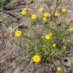 Xerochrysum viscosum at O'Malley, ACT - 23 Oct 2023 04:10 PM