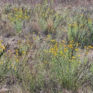 Xerochrysum viscosum at O'Malley, ACT - 23 Oct 2023