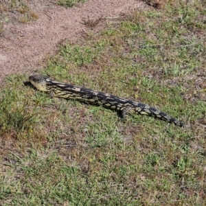 Tiliqua nigrolutea at O'Malley, ACT - 23 Oct 2023