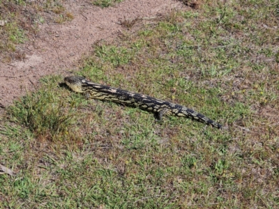 Tiliqua nigrolutea (Blotched Blue-tongue) at O'Malley, ACT - 23 Oct 2023 by Mike