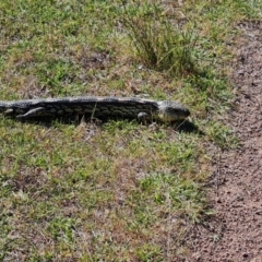 Tiliqua nigrolutea at O'Malley, ACT - 23 Oct 2023