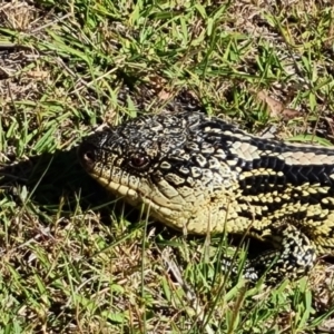 Tiliqua nigrolutea at O'Malley, ACT - 23 Oct 2023