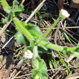 Hackelia suaveolens at Jerrabomberra, ACT - 23 Oct 2023 03:40 PM