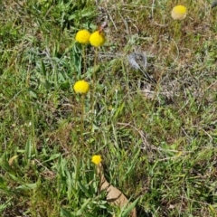 Craspedia variabilis (Common Billy Buttons) at Mount Mugga Mugga - 23 Oct 2023 by Mike