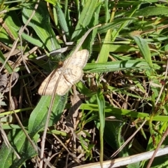 Scopula rubraria (Reddish Wave, Plantain Moth) at Mount Mugga Mugga - 23 Oct 2023 by Mike