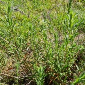 Epilobium sp. at O'Malley, ACT - 23 Oct 2023