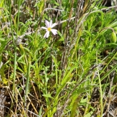 Vittadinia muelleri (Narrow-leafed New Holland Daisy) at Mount Mugga Mugga - 23 Oct 2023 by Mike