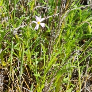 Vittadinia muelleri at O'Malley, ACT - 23 Oct 2023