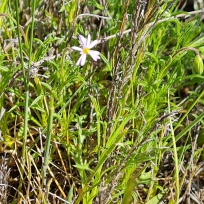 Vittadinia muelleri (Narrow-leafed New Holland Daisy) at Mount Mugga Mugga - 23 Oct 2023 by Mike