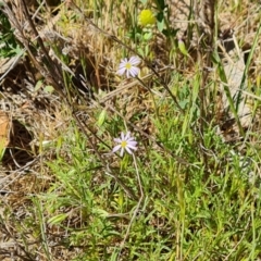 Vittadinia muelleri at O'Malley, ACT - 23 Oct 2023