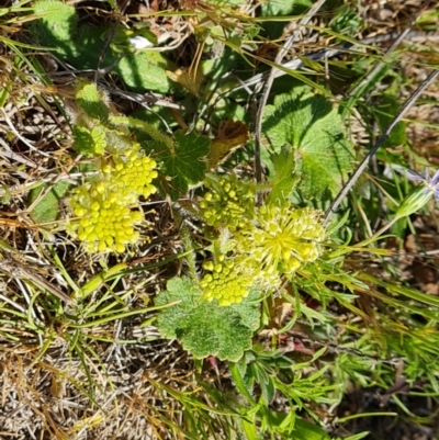 Hydrocotyle laxiflora (Stinking Pennywort) at Mount Mugga Mugga - 23 Oct 2023 by Mike