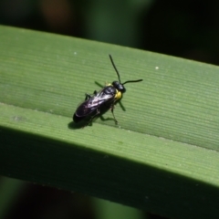 Hylaeus sp. (genus) at Springwood, NSW - 23 Oct 2023 by SapphFire