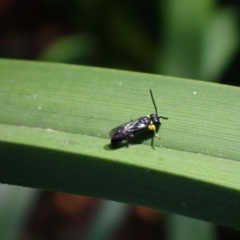 Hylaeinae (subfamily) at Springwood, NSW - suppressed