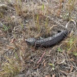 Tiliqua rugosa at Hackett, ACT - 23 Oct 2023 08:56 AM