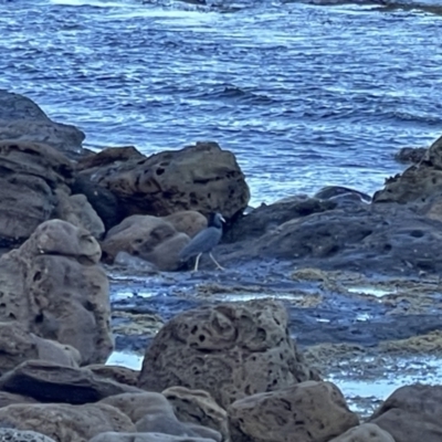 Egretta sacra (Eastern Reef Egret) at Depot Beach, NSW - 22 Oct 2023 by Louisab