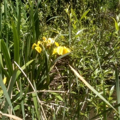 Iris pseudacorus (Yellow Flag) at Cooma North Ridge Reserve - 23 Oct 2023 by mahargiani