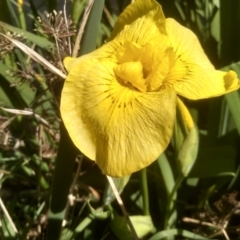 Iris pseudacorus at Cooma, NSW - 23 Oct 2023 01:54 PM