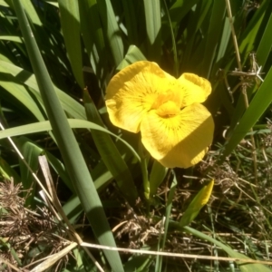 Iris pseudacorus at Cooma, NSW - 23 Oct 2023