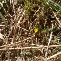 Medicago arabica (Spotted Burr Medic) at Cooma North Ridge Reserve - 23 Oct 2023 by mahargiani