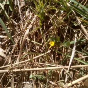 Medicago arabica at Cooma, NSW - 23 Oct 2023 02:17 PM