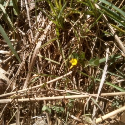 Medicago arabica (Spotted Burr Medic) at Cooma, NSW - 23 Oct 2023 by mahargiani