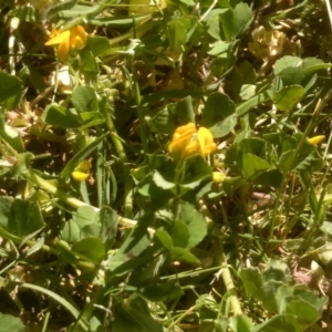 Medicago arabica at Cooma, NSW - 23 Oct 2023 02:17 PM