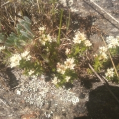 Asperula conferta (Common Woodruff) at Cooma North Ridge Reserve - 23 Oct 2023 by mahargiani