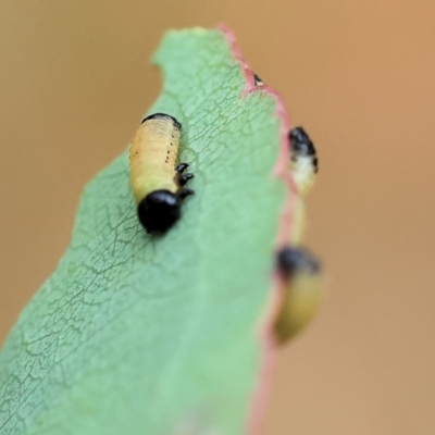 Paropsis atomaria (Eucalyptus leaf beetle) at Yackandandah, VIC - 22 Oct 2023 by KylieWaldon