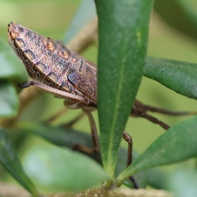 Unidentified Shield, Stink or Jewel Bug (Pentatomoidea) at Yackandandah, VIC - 21 Oct 2023 by KylieWaldon