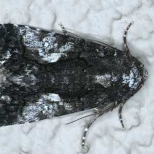 Aedia leucomelas acronyctoides at Ainslie, ACT - 19 Oct 2023