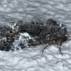 Aedia leucomelas acronyctoides at Ainslie, ACT - 19 Oct 2023