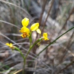 Diuris nigromontana at Canberra Central, ACT - 23 Oct 2023