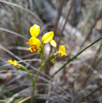 Diuris nigromontana (Black Mountain Leopard Orchid) at Canberra Central, ACT - 23 Oct 2023 by WalkYonder