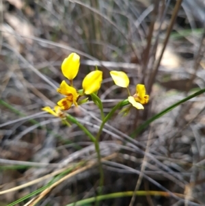 Diuris nigromontana at Canberra Central, ACT - 23 Oct 2023