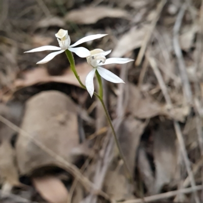 Caladenia moschata (Musky Caps) at Canberra Central, ACT - 23 Oct 2023 by WalkYonder