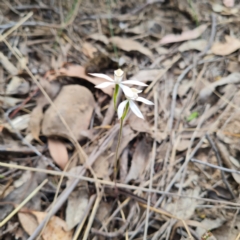 Caladenia moschata at Canberra Central, ACT - 23 Oct 2023