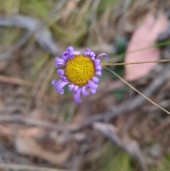 Brachyscome sp. (Cut-leaf Daisy) at ANBG South Annex - 22 Oct 2023 by WalkYonder