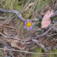 Brachyscome sp. at Canberra Central, ACT - 23 Oct 2023 10:51 AM