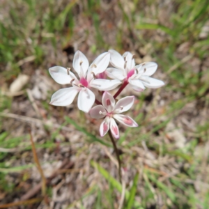 Burchardia umbellata at Kambah, ACT - 23 Oct 2023 02:12 PM