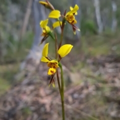 Diuris sulphurea (Tiger Orchid) at Canberra Central, ACT - 22 Oct 2023 by WalkYonder