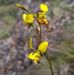 Diuris sulphurea at Canberra Central, ACT - suppressed