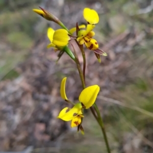 Diuris sulphurea at Canberra Central, ACT - 23 Oct 2023