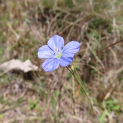 Linum marginale (Native Flax) at Mount Taylor - 23 Oct 2023 by MatthewFrawley